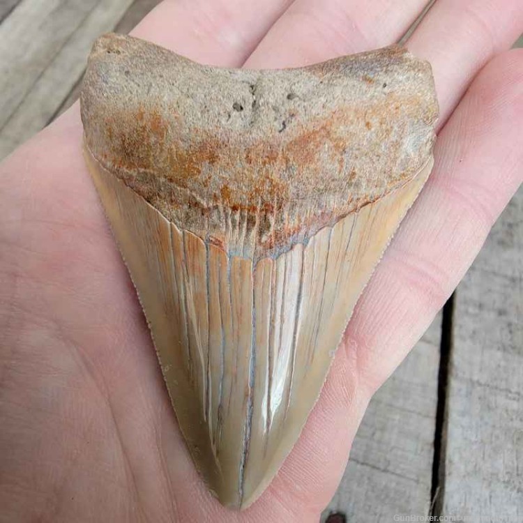  Megalodon Fossil Tooth Investment Grade-img-0
