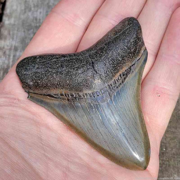  Megalodon Fossil Tooth Investment Grade-img-1