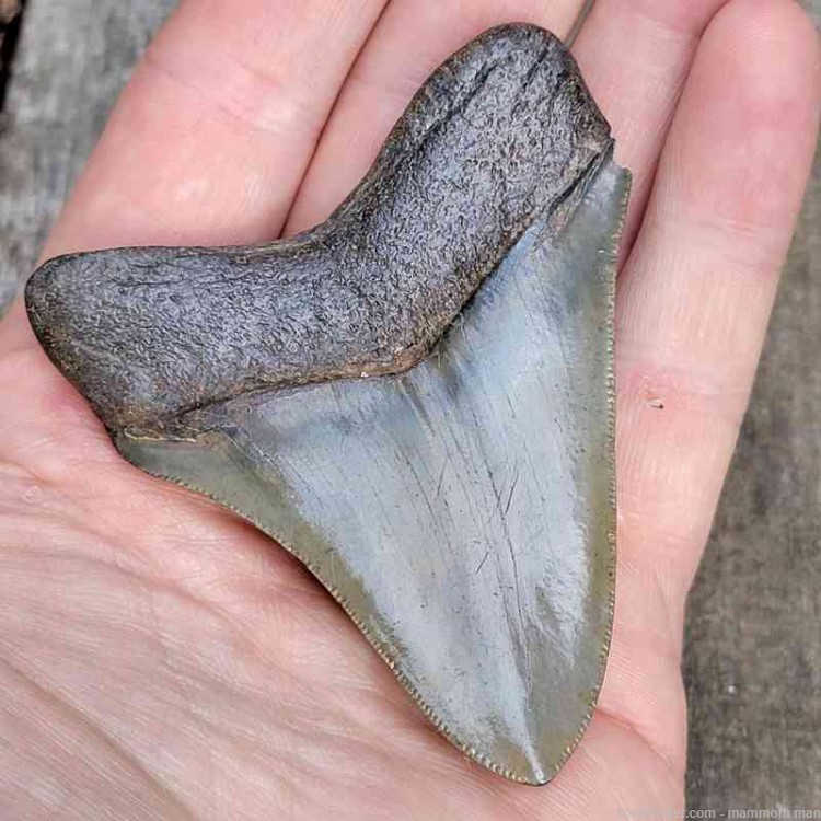  Megalodon Fossil Tooth Investment Grade-img-2