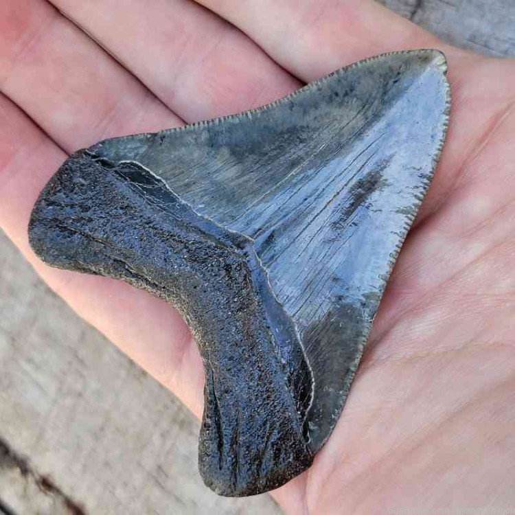 Megalodon Fossil Tooth Investment Grade Managers Choice-img-0