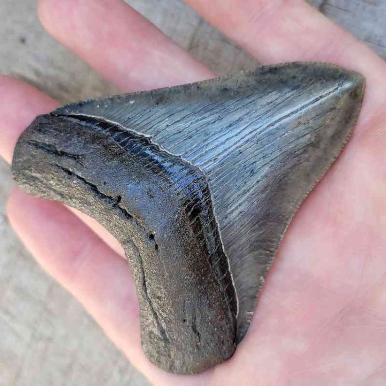 Megalodon Fossil Tooth Investment Grade Managers Choice-img-2