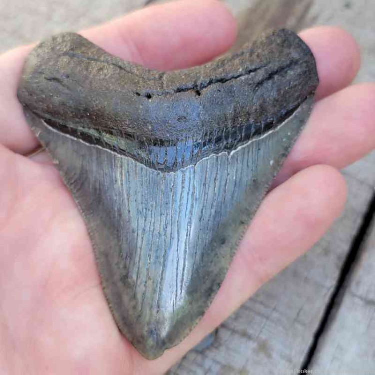 Megalodon Fossil Tooth Investment Grade Managers Choice-img-1