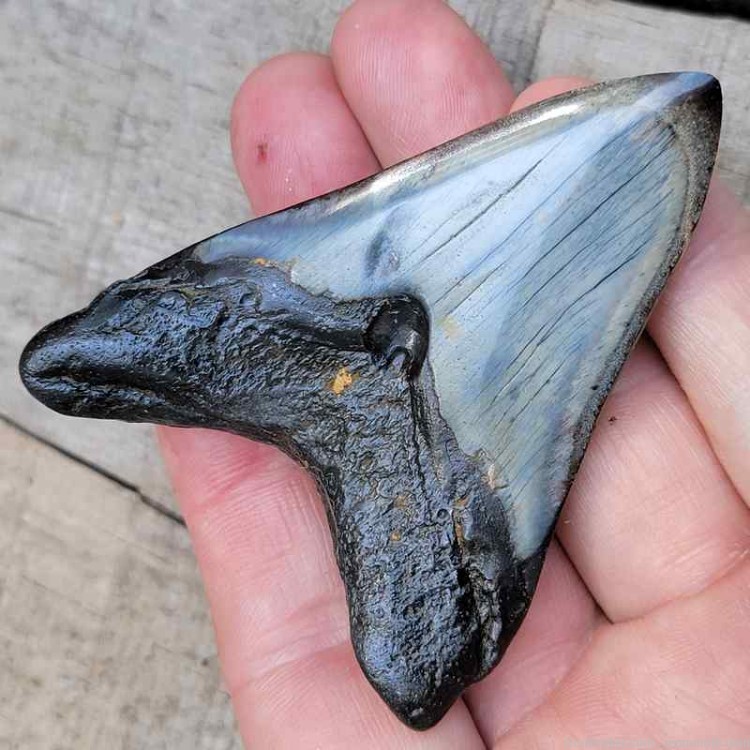 Megalodon Fossil Tooth Investment Grade-img-1