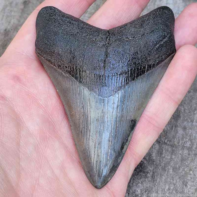 Megalodon Fossil Tooth Investment Grade-img-2