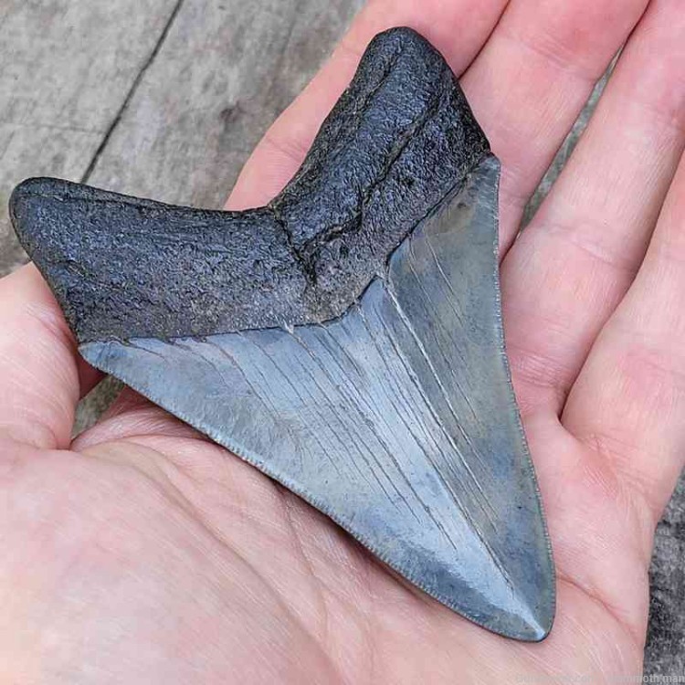 Megalodon Fossil Tooth Investment Grade-img-0