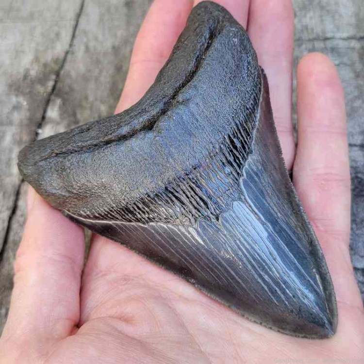 Megalodon Fossil Tooth Investment Grade-img-2