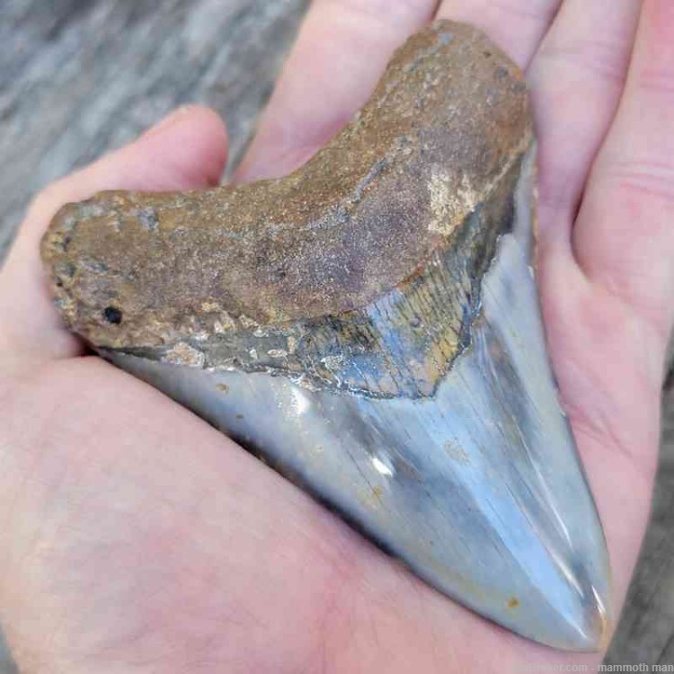  Megalodon Fossil Tooth Investment Grade-img-1