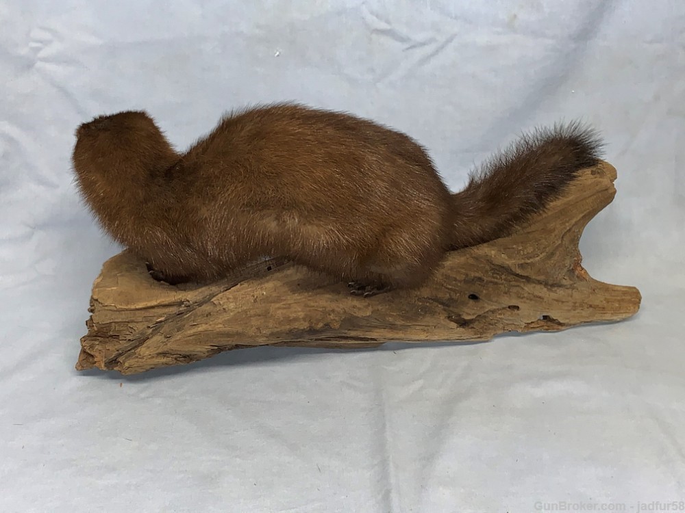Taxidermy Mink Mount on driftwood (NEW)-img-1