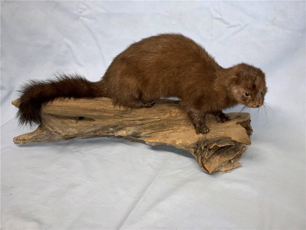 Taxidermy Mink Mount on driftwood (NEW)-img-0