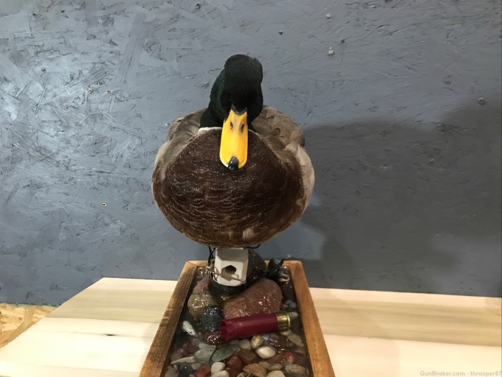 Mallard Drake Duck Decoy Mount w/Federal Permit - Table Mount Taxidermy-img-2