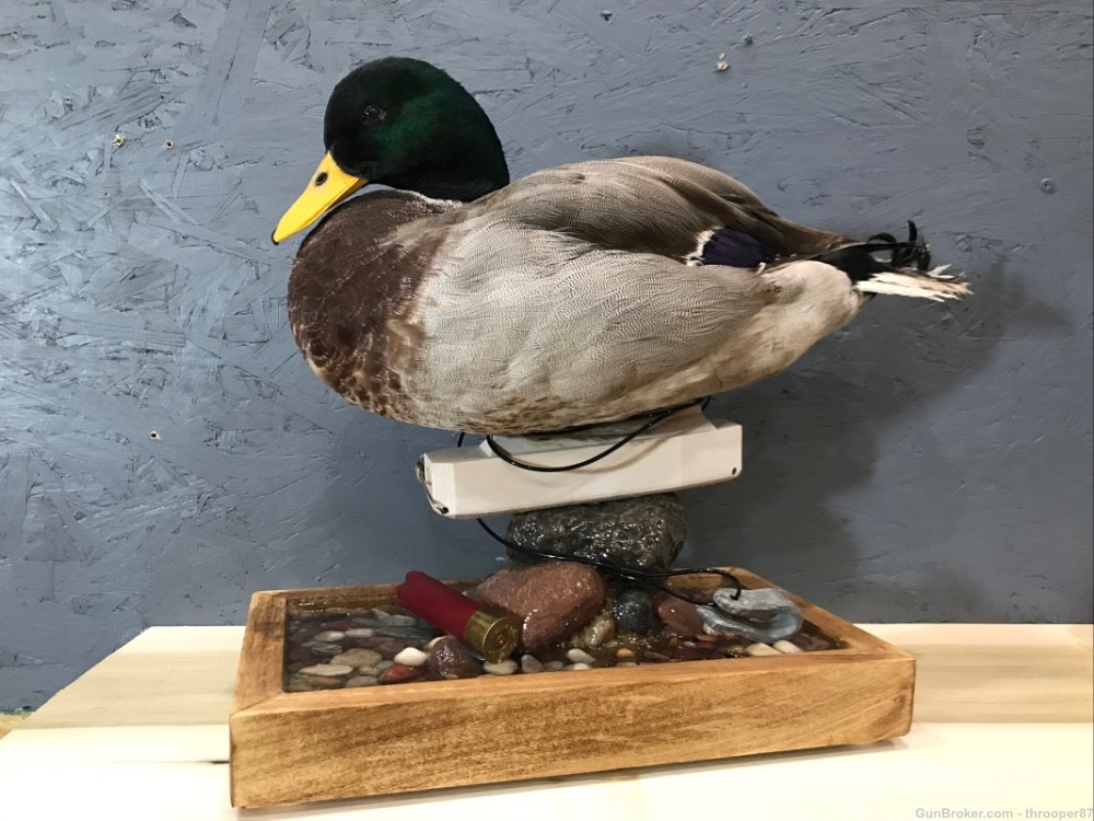 Mallard Drake Duck Decoy Mount w/Federal Permit - Table Mount Taxidermy-img-1