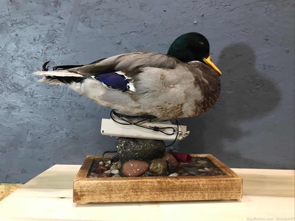 Mallard Drake Duck Decoy Mount w/Federal Permit - Table Mount Taxidermy-img-0