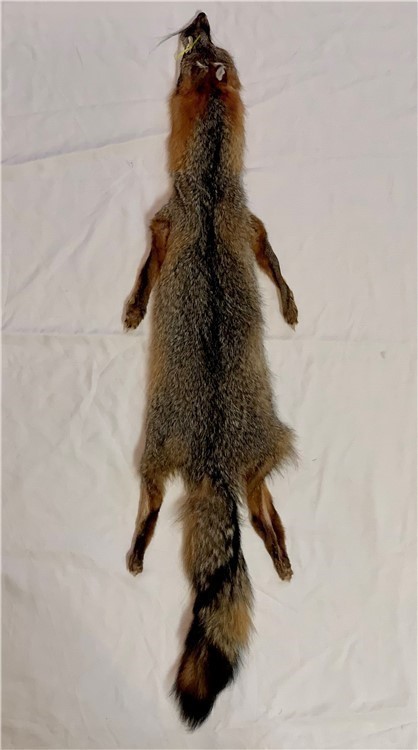#1 Wild Grey Fox w/feet (NEW)-img-0