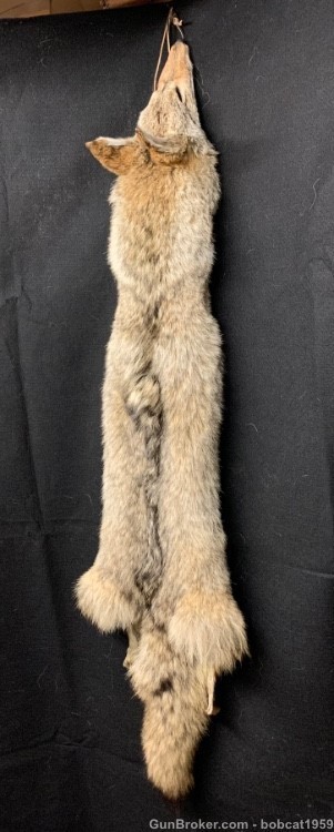 Hand-Tanned Winter Coyote Pelts-img-3