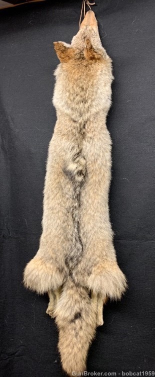 Hand-Tanned Winter Coyote Pelts-img-1