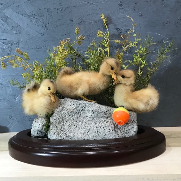 Curious Ducklings Table Mount - Taxidermy-img-0
