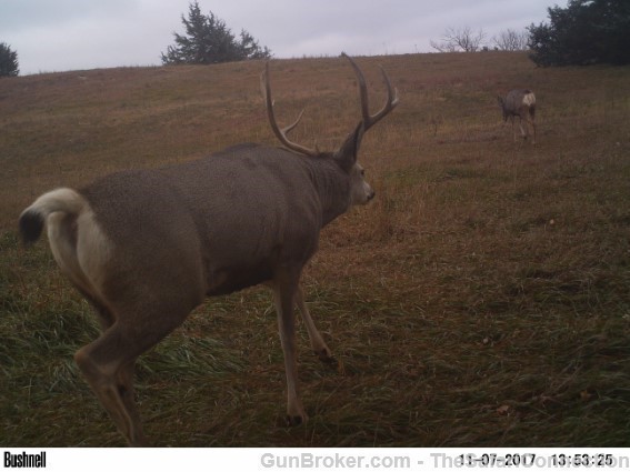 2024 Mule Deer with guaranteed tag!-img-18