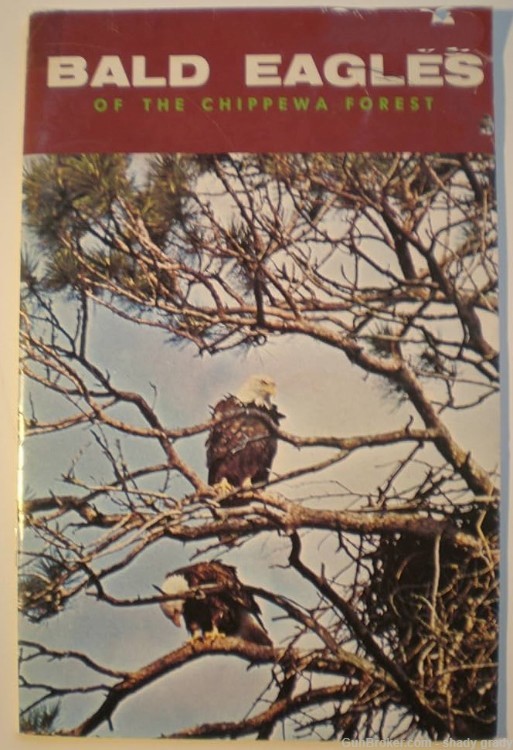 bald eagles  chippewa forest-img-0