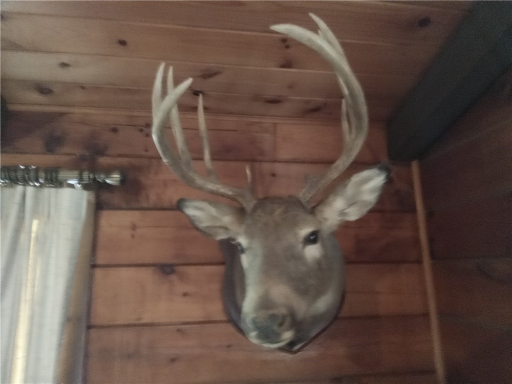Wisconsin 10 point whitetail-Buck wall mount-scored at 130 pts.-img-2