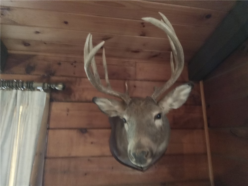 Wisconsin 10 point whitetail-Buck wall mount-scored at 130 pts.-img-1