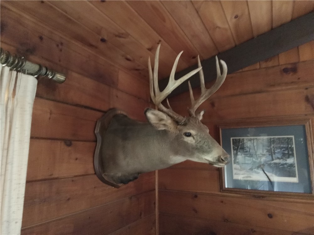 Wisconsin 10 point whitetail-Buck wall mount-scored at 130 pts.-img-0