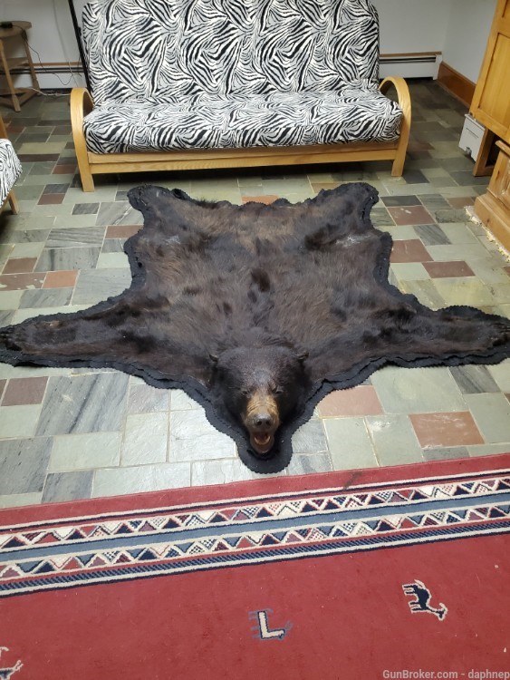 Alaskan Black Bear Rug-img-1