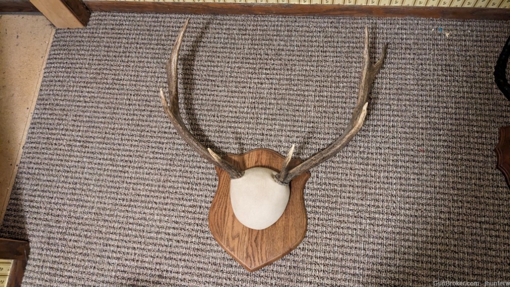 Elk Anter Mount-img-1