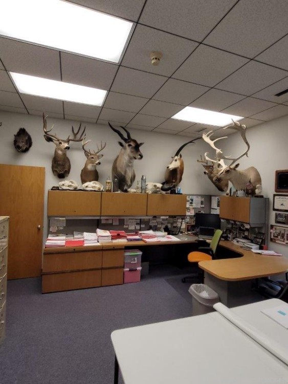Animal Taxidermy Mount Collection 135 Total Mounts-img-25