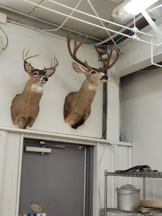 Animal Taxidermy Mount Collection 135 Total Mounts-img-36