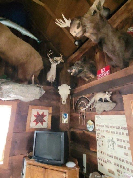 Animal Taxidermy Mount Collection 135 Total Mounts-img-14