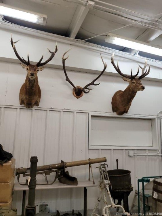 Animal Taxidermy Mount Collection 135 Total Mounts-img-35