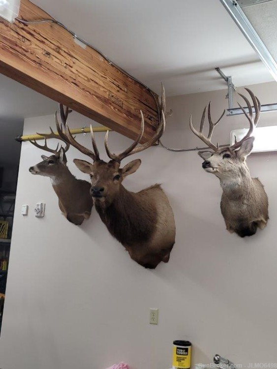 Animal Taxidermy Mount Collection 135 Total Mounts-img-21