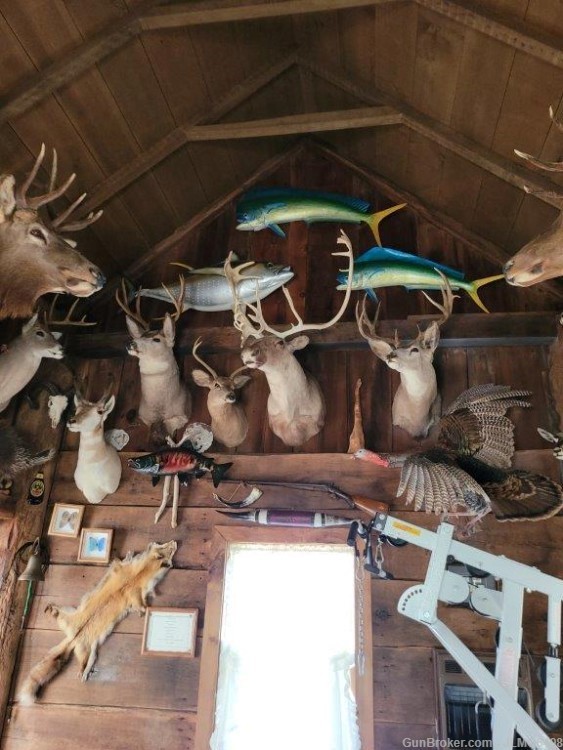 Animal Taxidermy Mount Collection 135 Total Mounts-img-12