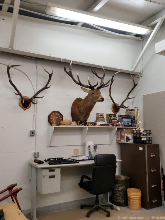 Animal Taxidermy Mount Collection 135 Total Mounts-img-37