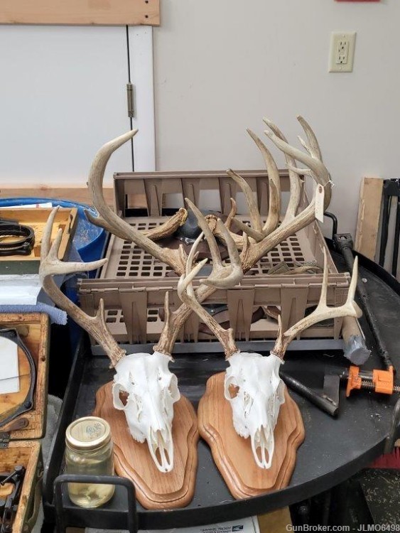 Animal Taxidermy Mount Collection 135 Total Mounts-img-22