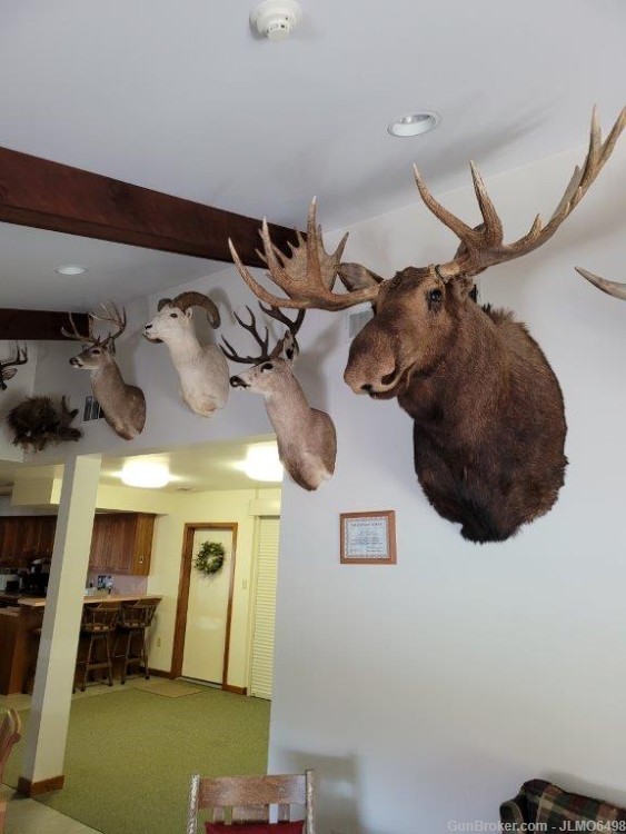 Animal Taxidermy Mount Collection 135 Total Mounts-img-2