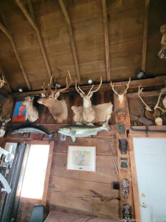 Animal Taxidermy Mount Collection 135 Total Mounts-img-11