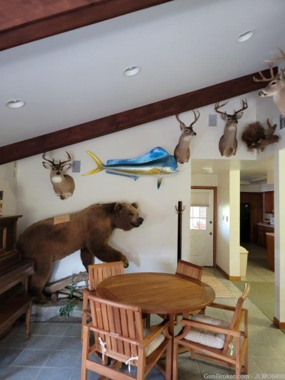 Animal Taxidermy Mount Collection 135 Total Mounts-img-0