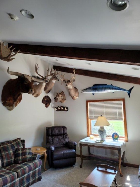 Animal Taxidermy Mount Collection 135 Total Mounts-img-1