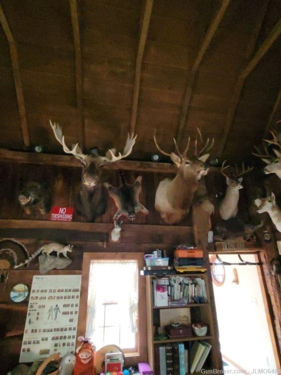 Animal Taxidermy Mount Collection 135 Total Mounts-img-13