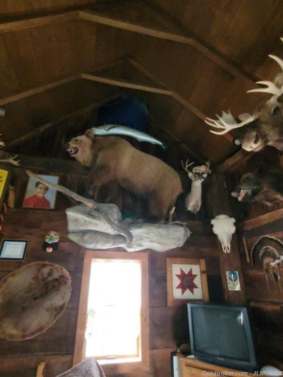 Animal Taxidermy Mount Collection 135 Total Mounts-img-10