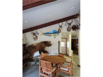 Animal Taxidermy Mount Collection 135 Total Mounts
