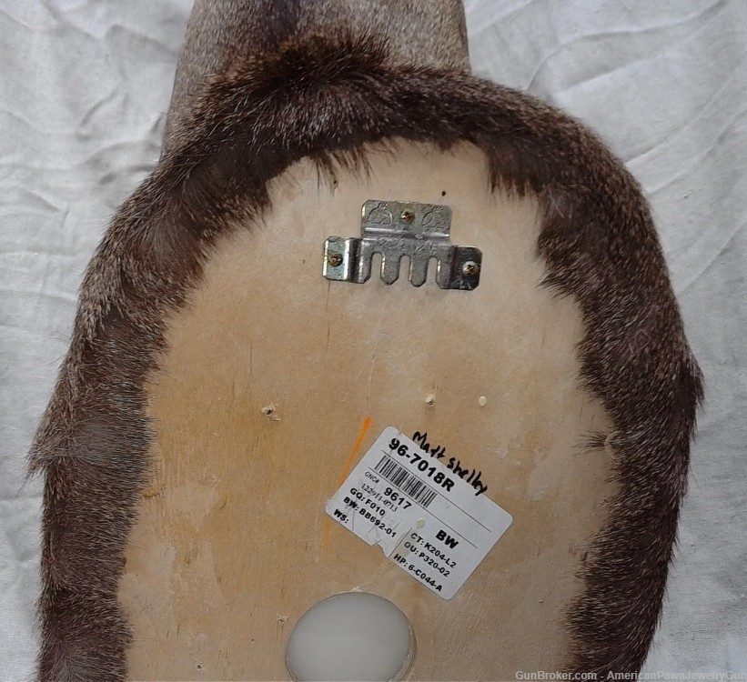 Beautiful 7 point North American White-Tail Deer shoulder wall mount. -img-3