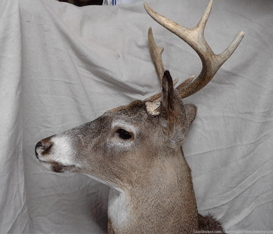 Beautiful 7 point North American White-Tail Deer shoulder wall mount. -img-2
