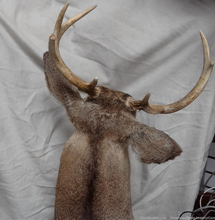 Beautiful 7 point North American White-Tail Deer shoulder wall mount. -img-1
