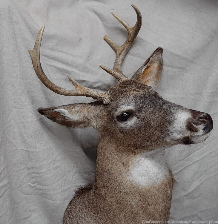 Beautiful 7 point North American White-Tail Deer shoulder wall mount. -img-0