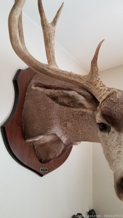 LOCAL PICKUP ONLY, Large Mule Deer Taxidermy Mount, 23" outside spread-img-3