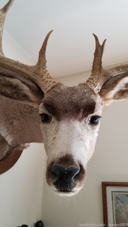 LOCAL PICKUP ONLY, Large Mule Deer Taxidermy Mount, 23" outside spread-img-2