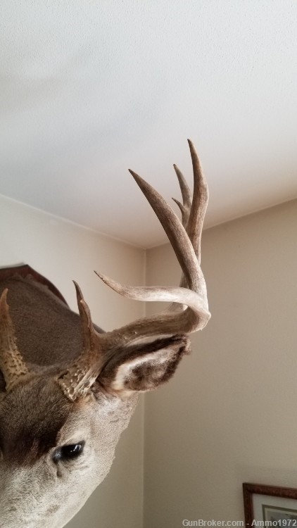 LOCAL PICKUP ONLY, Large Mule Deer Taxidermy Mount, 23" outside spread-img-6