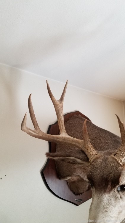 LOCAL PICKUP ONLY, Large Mule Deer Taxidermy Mount, 23" outside spread-img-7